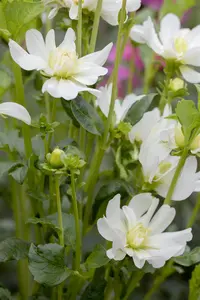 Dahlia 'Go Go Peach' - 2 Ltr pot - image 5