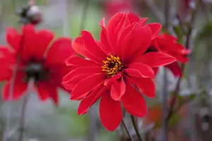 Dahlia 'Go Go Peach' - 2 Ltr pot - image 3