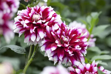 Dahlia 'Go Go Peach' - 2 Ltr pot - image 4