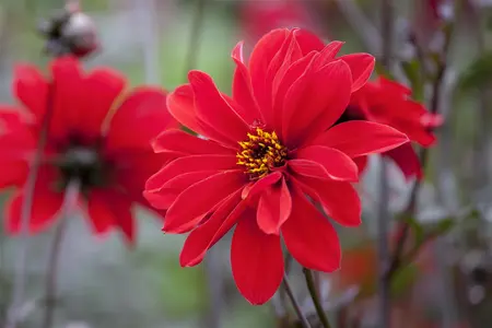 Dahlia 'Grandalia'? dark red - 2 Ltr pot - image 3