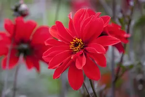 Dahlia 'Grandalia'? dark red - 2 Ltr pot - image 3