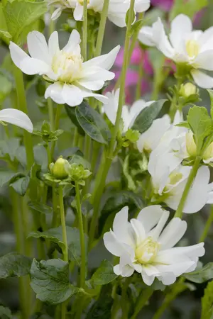 Dahlia 'Grandalia'? Sunrise - 2 Ltr pot - image 5