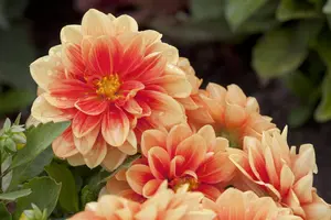 Dahlia 'Grandalia'? Sunrise - 2 Ltr pot - image 1