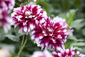 Dahlia 'Grandalia'? Sunrise - 2 Ltr pot - image 4