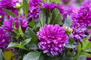 Dahlia 'Grandalia'? white - 2 Ltr pot - image 2