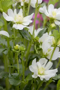 Dahlia 'Happy Days Halo' - 2 Ltr pot - image 5