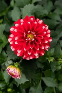 DAHLIA MAXI MERIDA