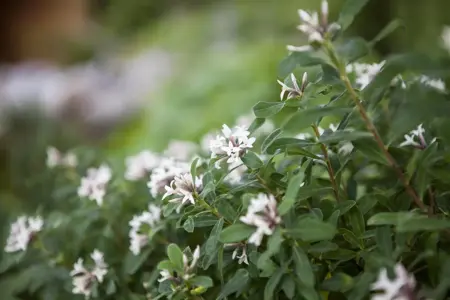 Daphne caucasica 'Summer Ice' - 30-40 CM C4.5 - image 2