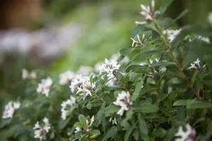 Daphne caucasica 'Summer Ice' - P13 - image 2