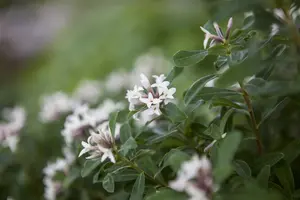 Daphne trans. 'Eternal Fragrance' - 1.5 Ltr pot