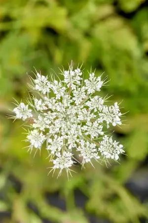 Daucus carota  - P9 - image 3