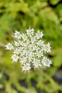 Daucus carota  - P9 - image 3