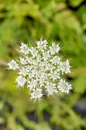 Daucus carota  - P13 - image 3