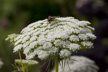 Daucus carota  - P9 - image 1