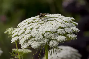 Daucus carota 
