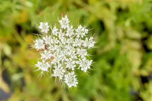 Daucus carota  - P9 - image 2