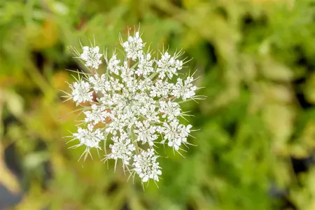 Daucus carota  - P13 - image 2