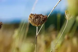 Daucus carota  - P9 - image 4