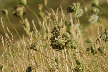 Daucus carota  - P13 - image 5