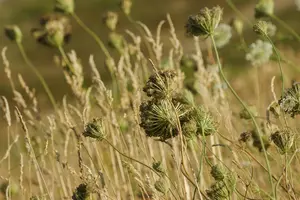 Daucus carota  - P13 - image 5