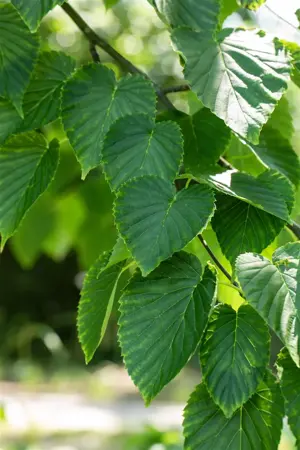 Davidia involucrata - 125-150 CM C20 - image 2
