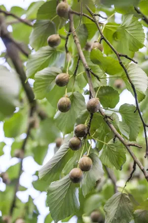 Davidia involucrata - 175-200 CM C20 - image 5