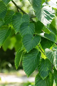 Davidia involucrata - 250-300 CM C180 - image 2
