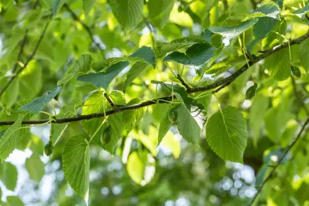 Davidia involucrata - 175-200 CM C20 - image 4