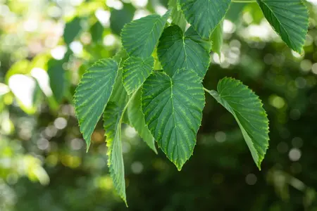 Davidia involucrata - 250-300 CM C180 - image 3