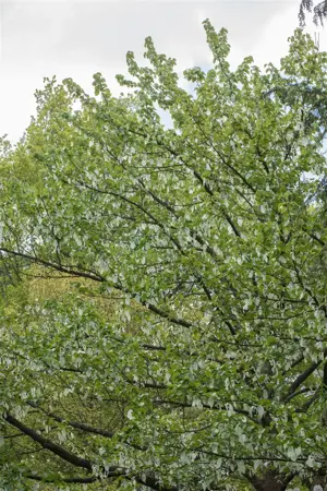 Davidia involucrata vilmoriniana - STD 8-10 CM CONT     - image 1
