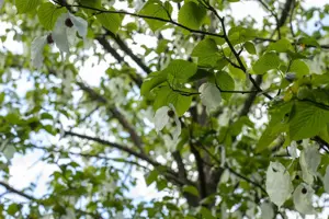 Davidia involucrata vilmoriniana - STD 8-10 CM CONT     - image 2