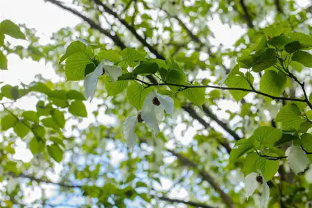 Davidia involucrata vilmoriniana - STD 8-10 CM CONT     - image 3