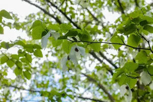 Davidia involucrata vilmoriniana - STD 8-10 CM CONT     - image 3