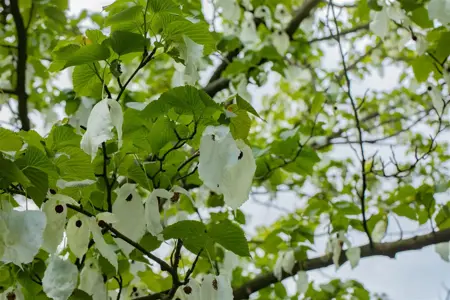 Davidia involucrata vilmoriniana - STD 8-10 CM CONT     - image 5
