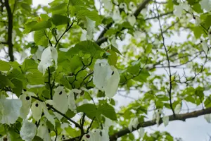 Davidia involucrata vilmoriniana - STD 8-10 CM CONT     - image 5