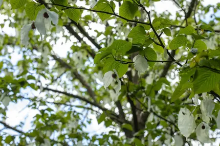 Davidia involucrata vilmoriniana - STD 10-12 CM CONT - image 2