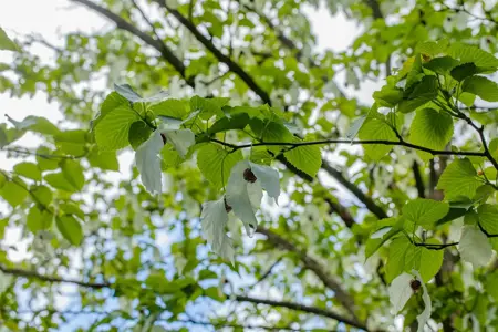 Davidia involucrata vilmoriniana - STD 10-12 CM CONT - image 4