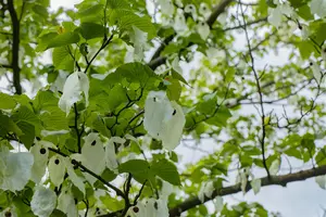 Davidia involucrata vilmoriniana - 150-175 CM C25 - image 5