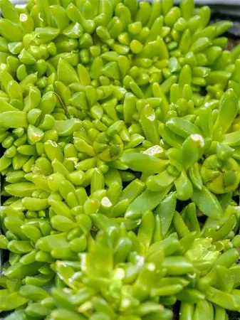 Delosperma con. 'Album'  - 1.5 Ltr pot - image 5