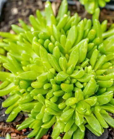 Delosperma con. 'Album'  - 1.5 Ltr pot - image 3