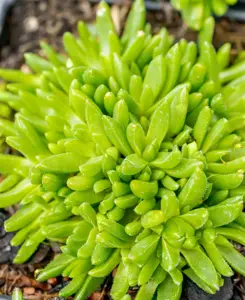Delosperma con. 'Album'  - 1.5 Ltr pot - image 3