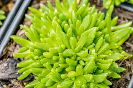 Delosperma con. 'Album'  - 1.5 Ltr pot - image 2