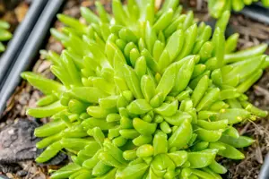 Delosperma con. 'Album'  - 1.5 Ltr pot - image 2
