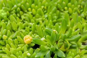 Delosperma con. 'Album'  - 1.5 Ltr pot - image 4