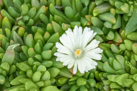 Delosperma con. 'Album'  - 1.5 Ltr pot - image 1