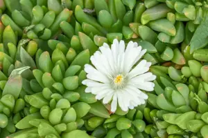 Delosperma con. 'Album' - 1.5 Ltr pot - image 5
