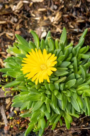 Delosperma con. 'Graaf Reinet' - P9 - image 1