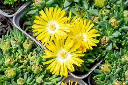 Delosperma con. 'Graaf Reinet' - PLUG/CELGROWN 100 CEL TRAY - image 2