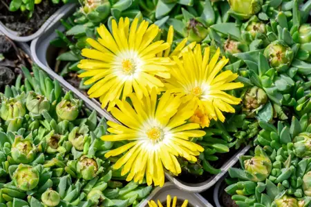 Delosperma congestum - P11 - image 2