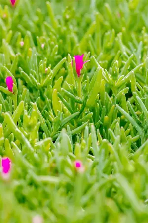 Delosperma cooperi - P9 - image 4